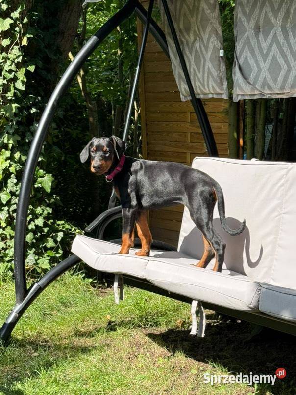Szczenięta dobermana Championie z doskonałym lubelskie