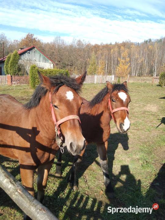 Sprzedam źrebicę i ogierka Gogołów