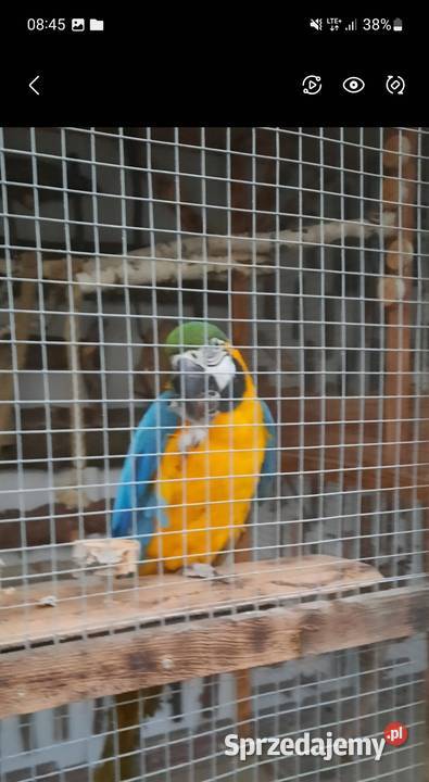 Sprzedam are araraune małopolskie Wieliczka