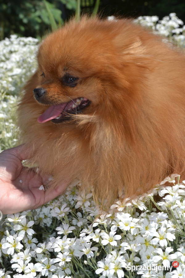SZPIC MINIATUROWY POMERANIAN SUNIA PIĘKNA Warszawa