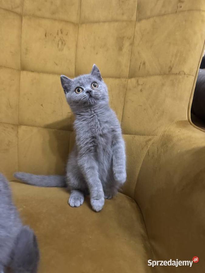 Kocur brytyjski Niebieski FPl