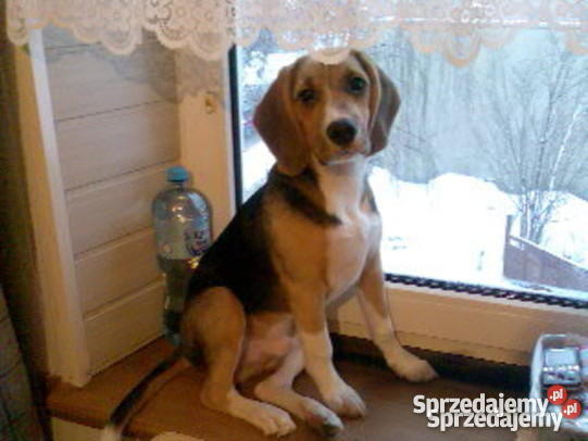 Piesek bigiel wielkopolskie Kępno