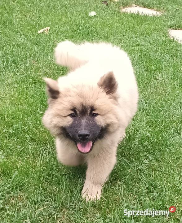 Eurasier szczeniak dziewczynka sprzedam