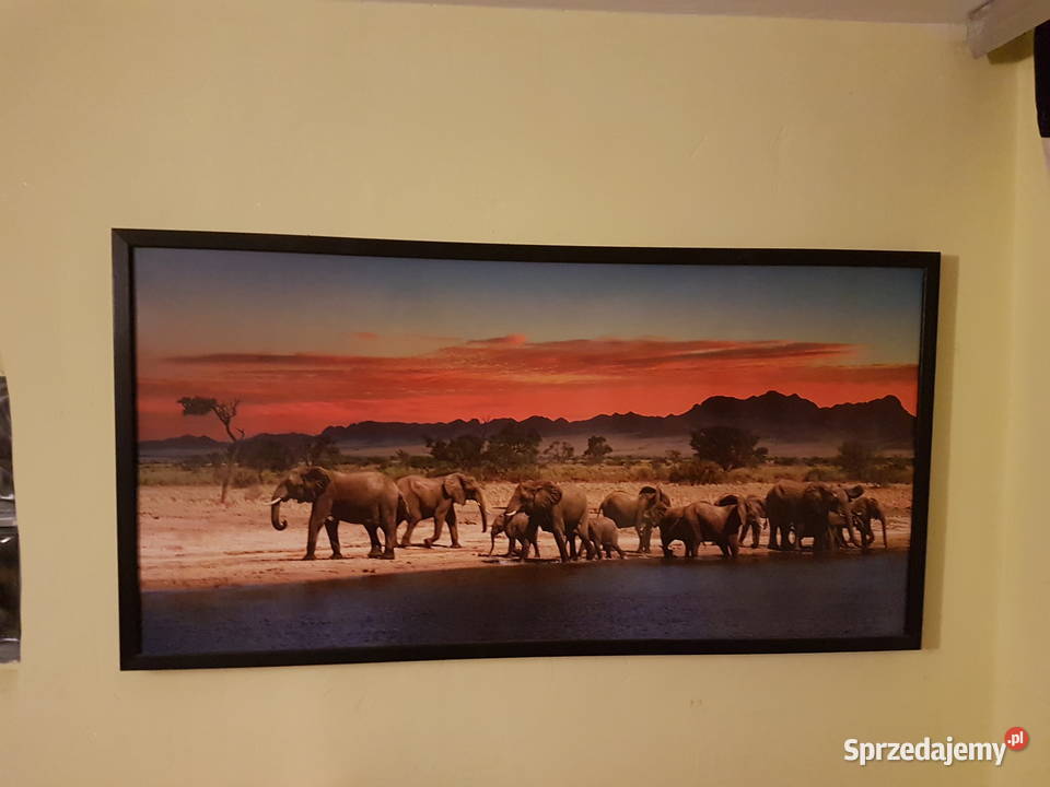 Obraz Slonie sawanna zahód sloncawym 53x103 Malarstwo Mielec