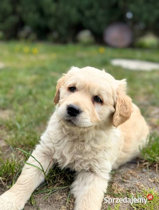 Golden Retriever szczeniak Radom