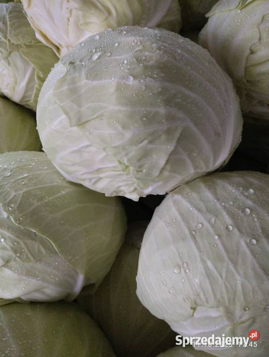 Kapusta szatkowana Gąsawy Plebańskie