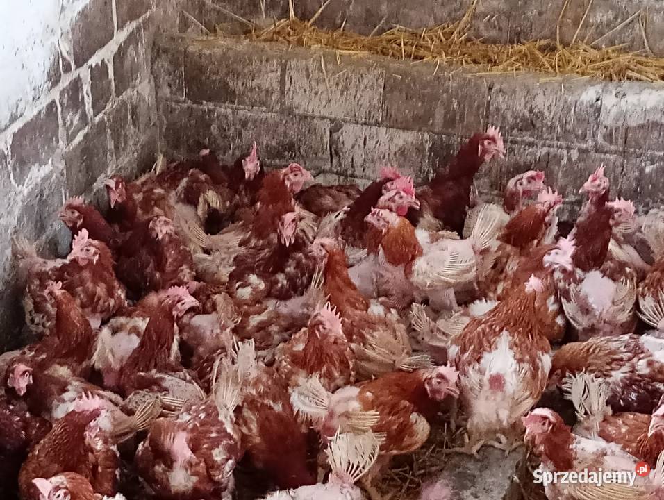 SPRZEDAM kury nioski Tetra 11 miesięczne z Drób i ptactwo Wierzbinek
