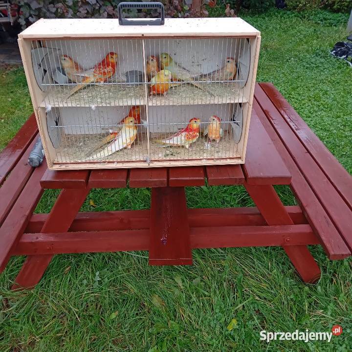 Papugi kanarki zeberki Nowe Polaszki