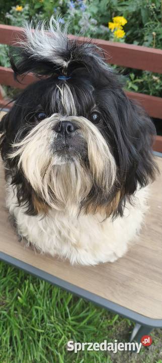 Shih tzu piesek FCI dolnośląskie