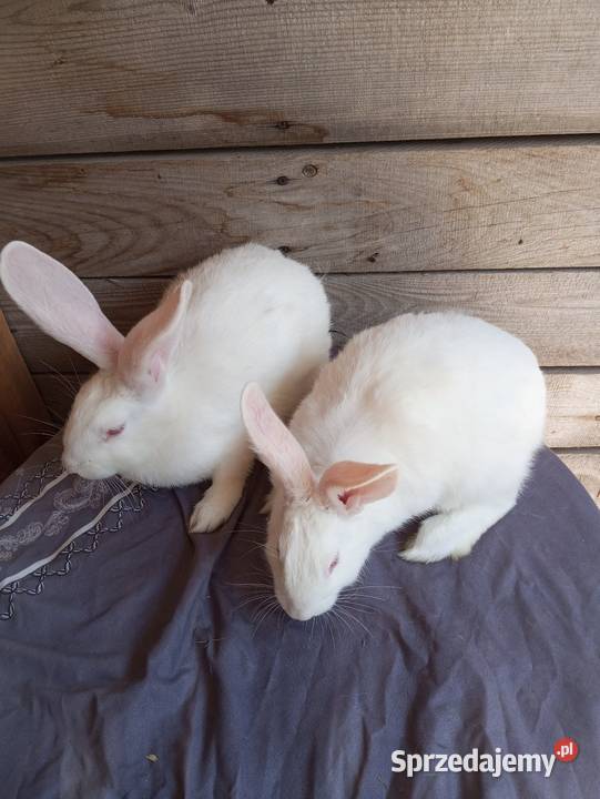 Termondzkie samce i samice Krasnystaw