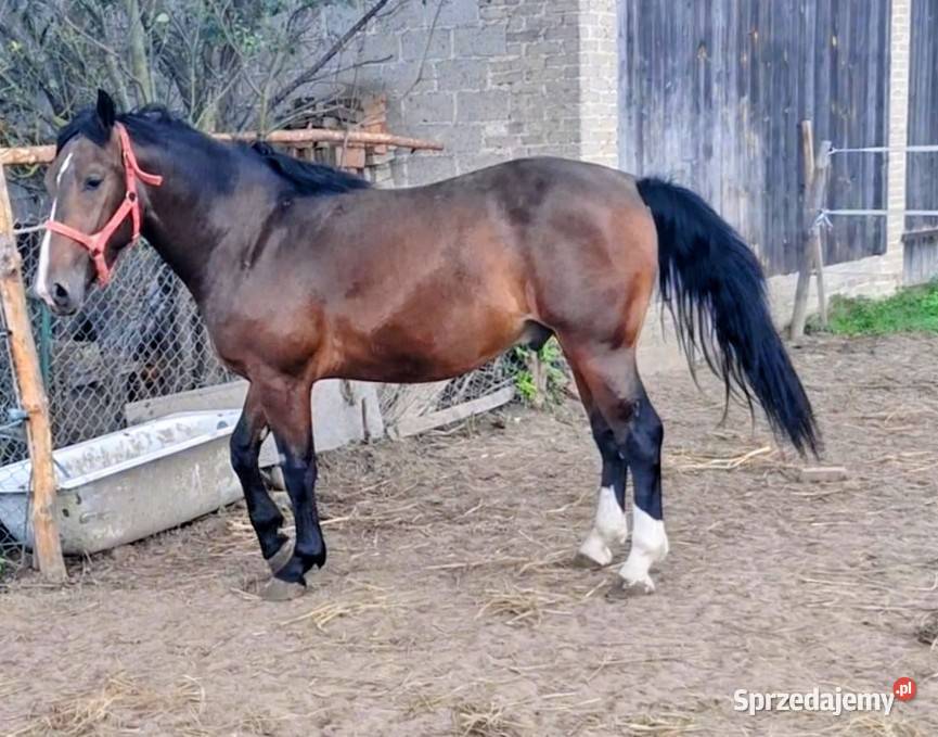 Sprzedam dwu letniego walacha Ręczno