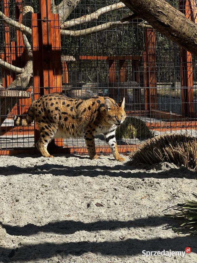Sprzedam serwala sawannowego małopolskie Kraków