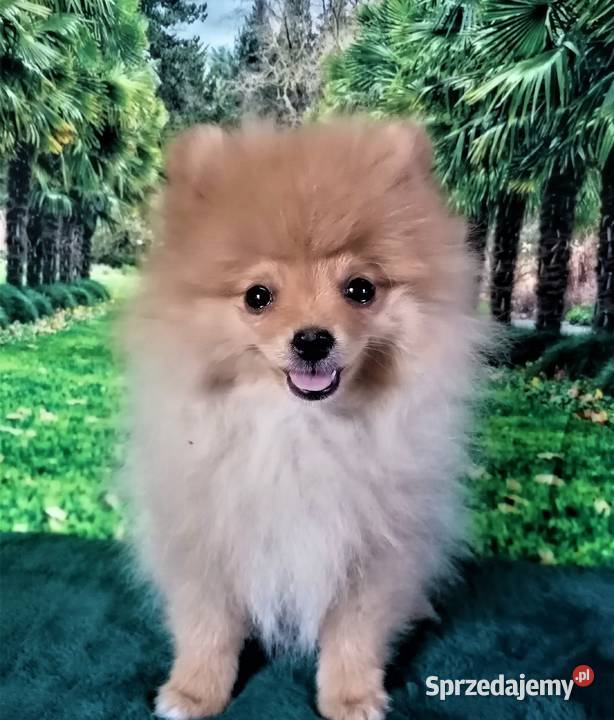 POMERANIAN szpic miniaturowy Suchy Bór