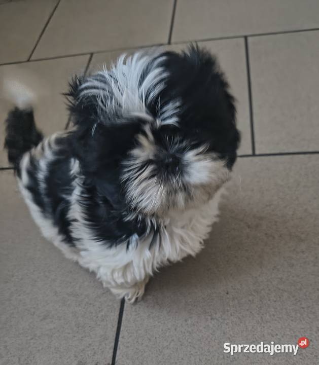 Szczeniak shihtzu Lubowidz