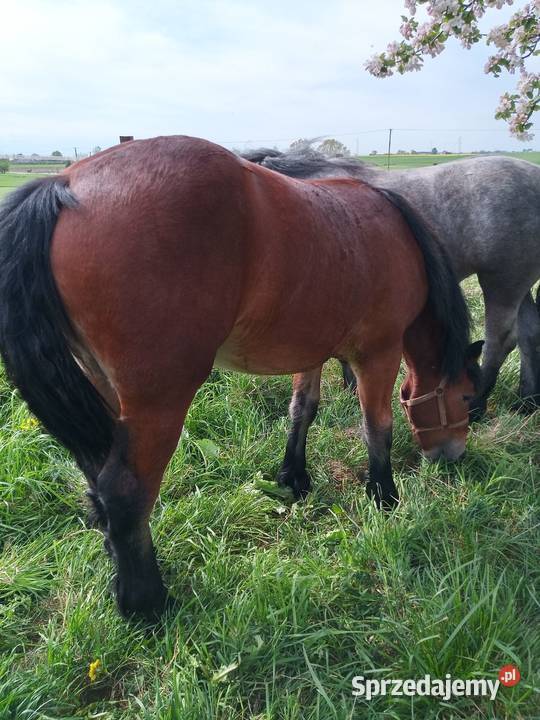 Klacz Polski koń zimnokrwisty Kneblowo
