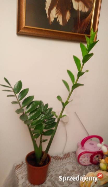 Kwiaty doniczkowe Zamiokulkas 00333 Warszawa