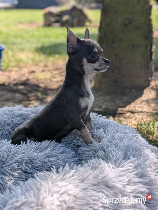Chihuahua suczka xxs
