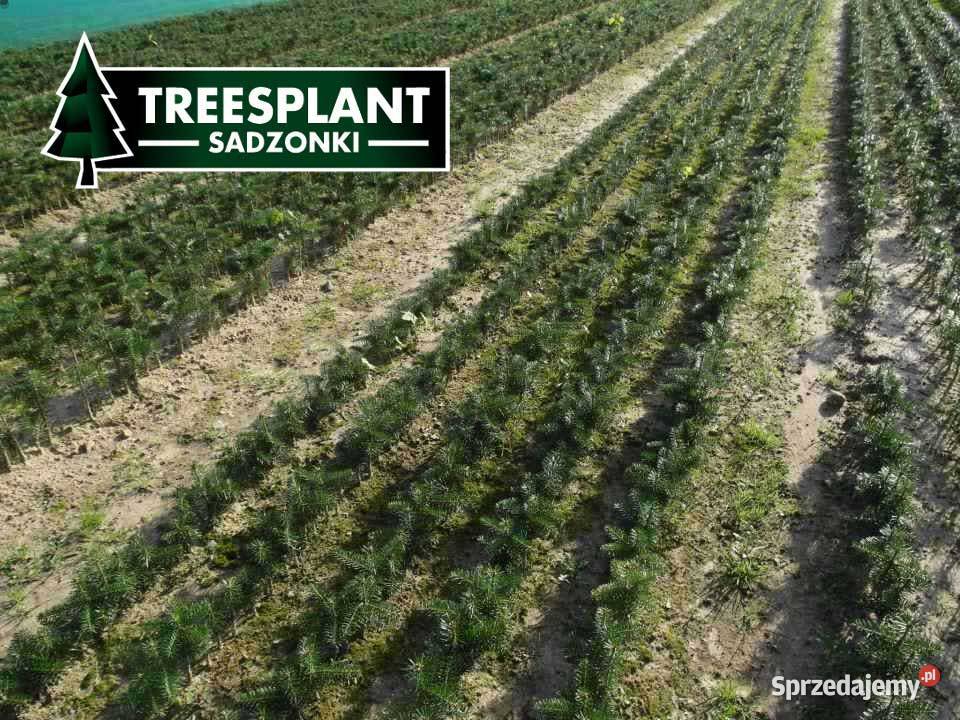 Jodła kaukaska Kaukazka Sadzonki Świerk HURT Kielce