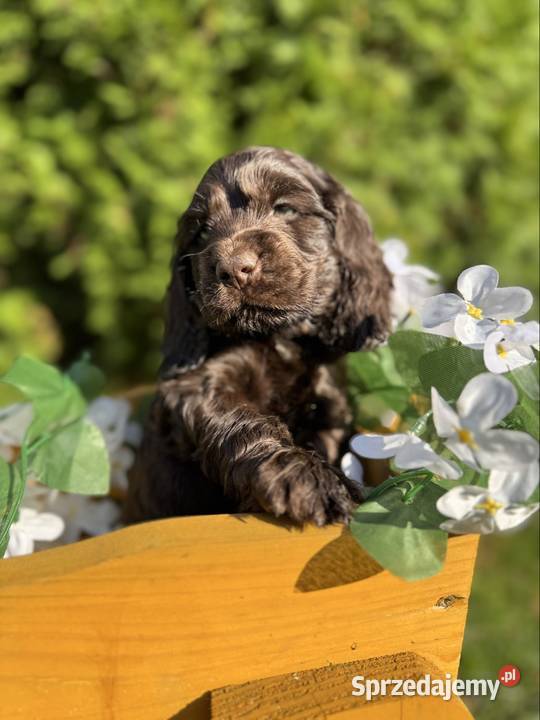 Wyjątkowy czekoladowy piesek Cocker Spaniel Warszawa