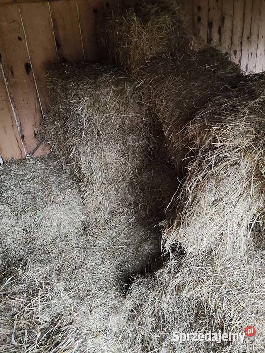 Sprzedam owies pszenicę siano słoma kostka duże