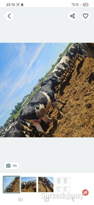 Jalowki pierwiastki Kościelec sprzedam