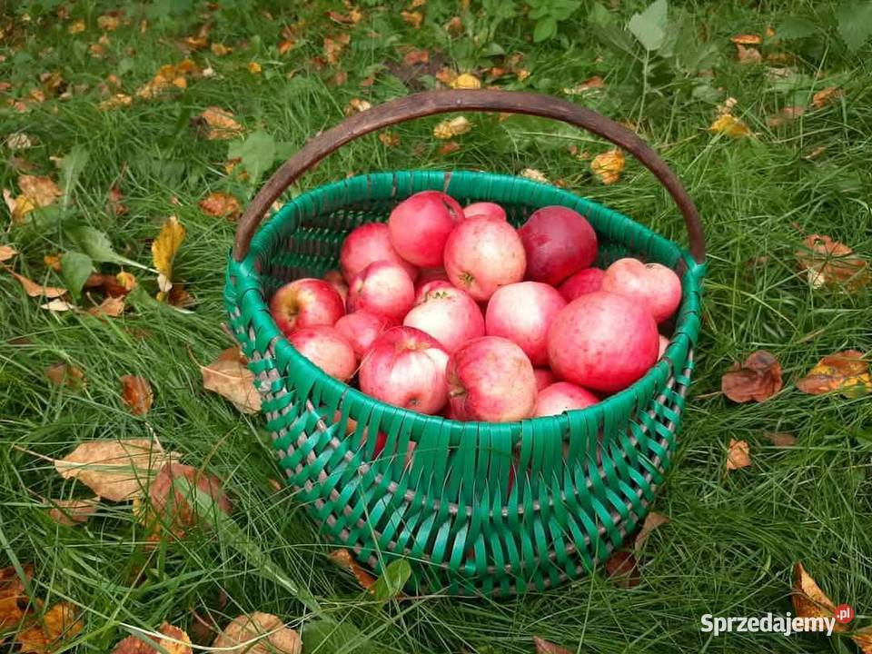 100 NATURALNY SOK JABŁKOWY PROSTO Z WŁASNEGO Jaczno