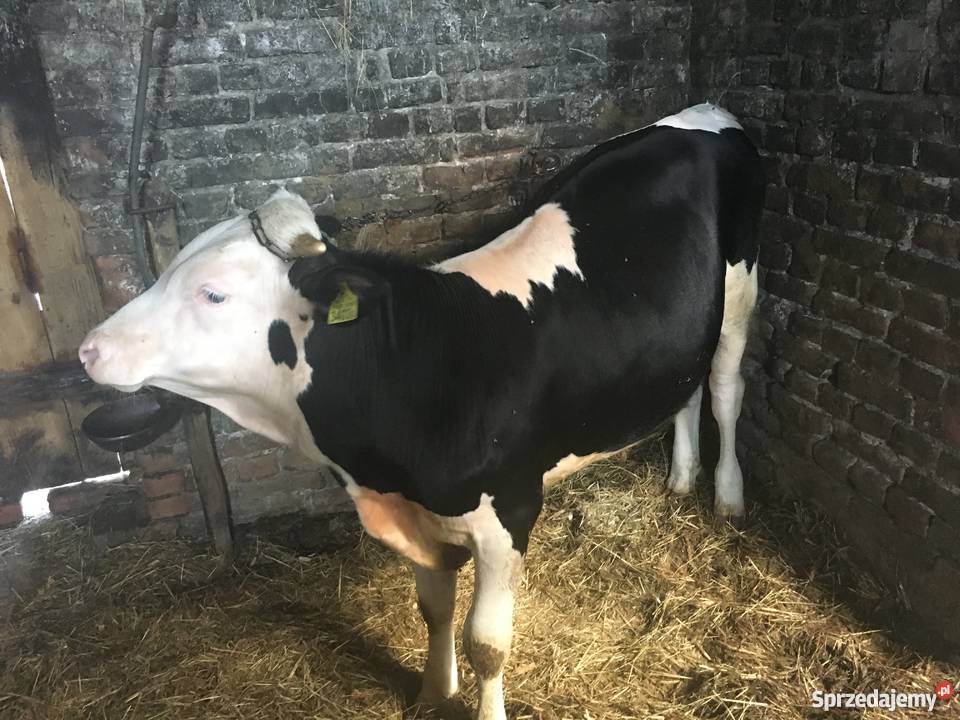 Byki simental 812 miesięcy Turobin