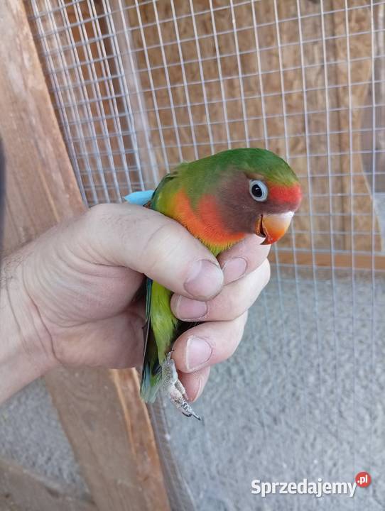 Papugi nierozlaczki Ptaki świętokrzyskie