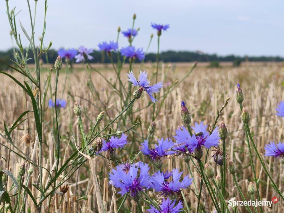 Ostatnie 3 działki Kaczkowo