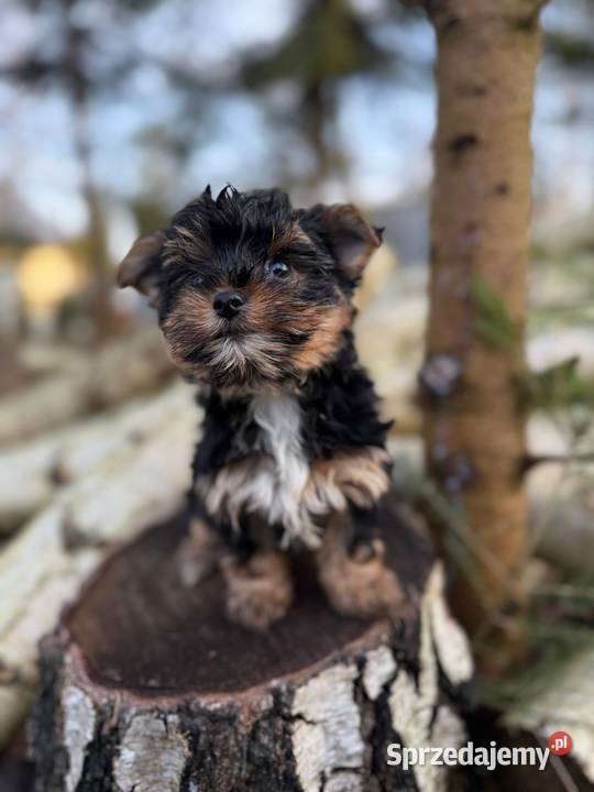 Piękny miniaturowy piesek York XXS z rodowodem York Katowice