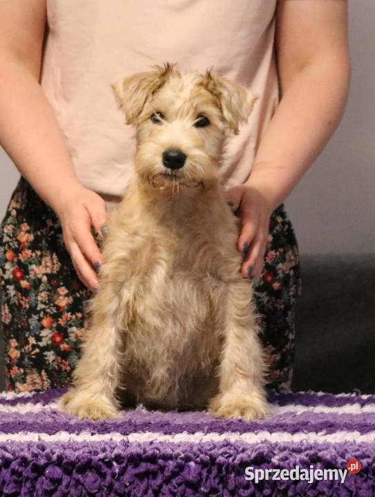 Irish soft coated wheaten terrier - terier pszeniczny- suczka