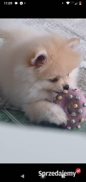 Izzy sunia szpica miniaturowego na sprzedaż