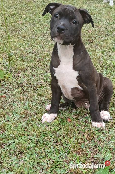 American Staffordsihre Terrier szczeniak