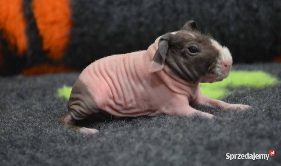 Świnka morska skinny kawia domowa cavia świnki opolskie Opole