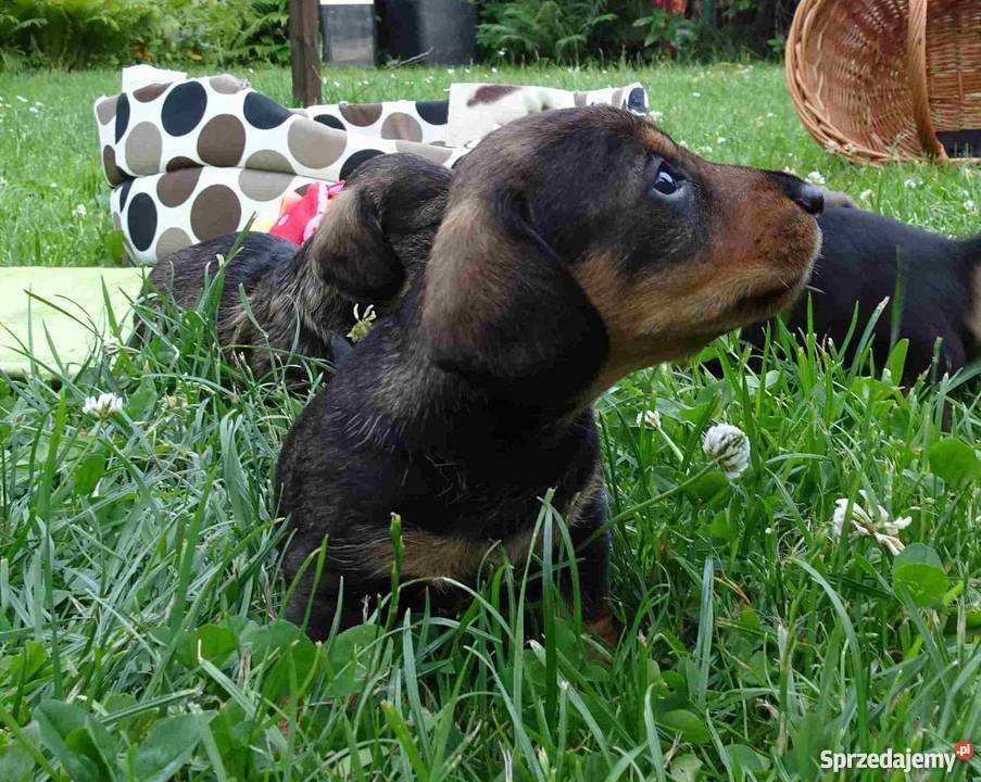 Jamniki szorstkowłose miniaturowe Jamnik Tychy