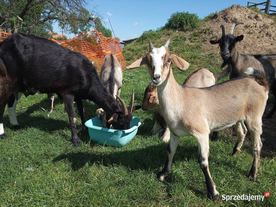 Koza mleczna z dwójką koźląt koźle sprzedam