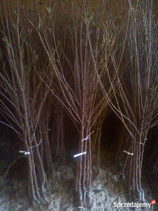 Drzewka owocowe wiśnia łutówka Końskowola