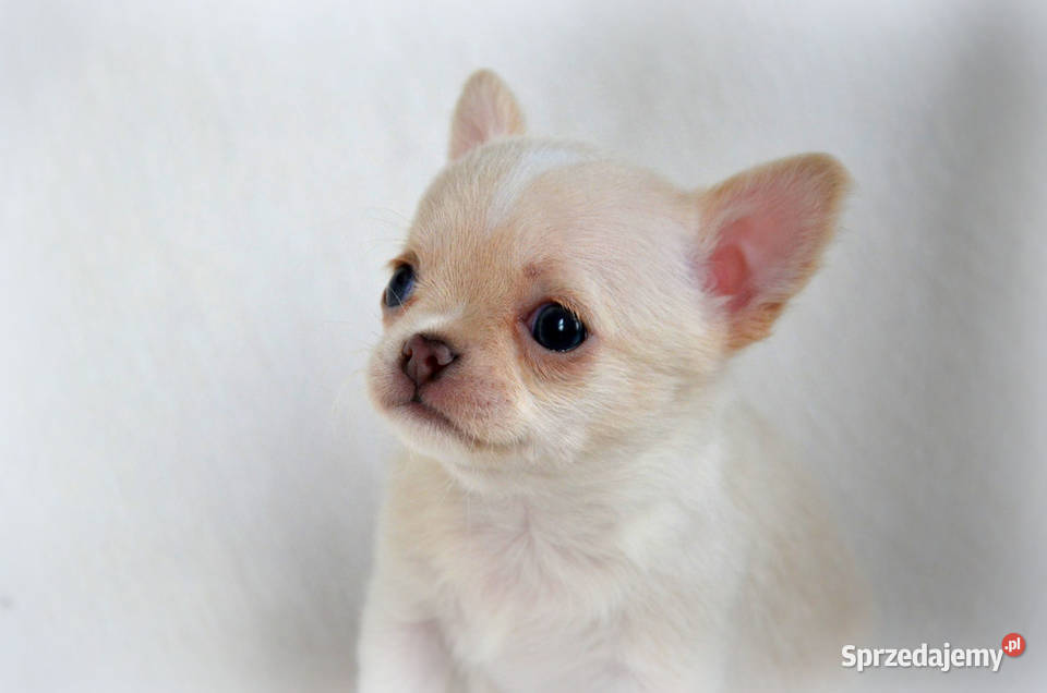 BING malutki piesek chihuahua krótkowłosy