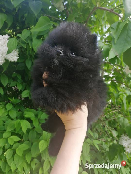 szpic miniaturowy pomeranian śląskie Tarnowskie Góry