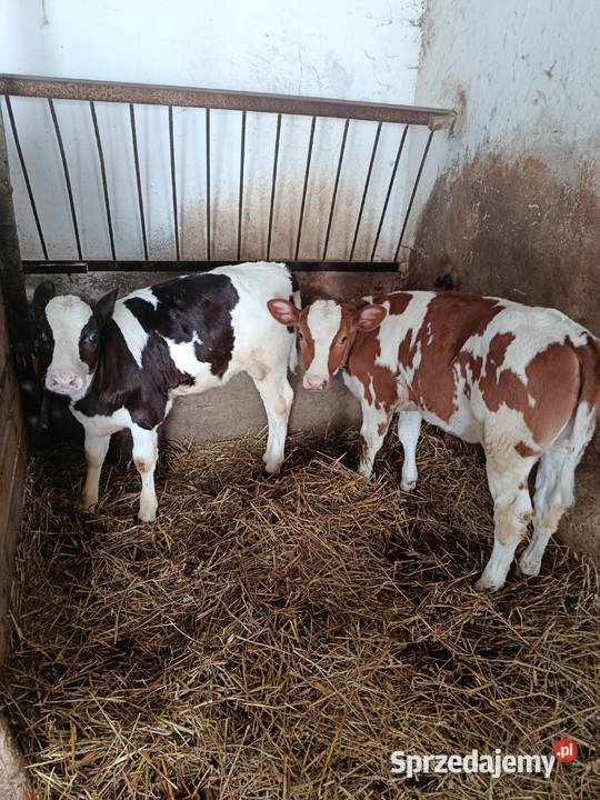 Cielęta Bydło Biecz