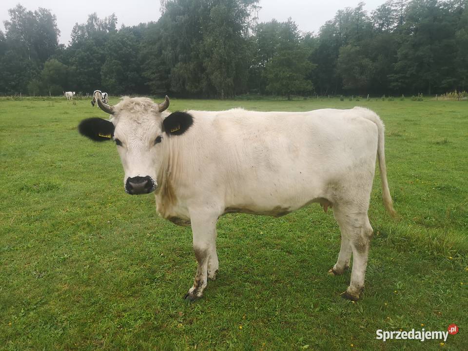 Jałówka mleczną cielna 2 mies Bydło Suchowola