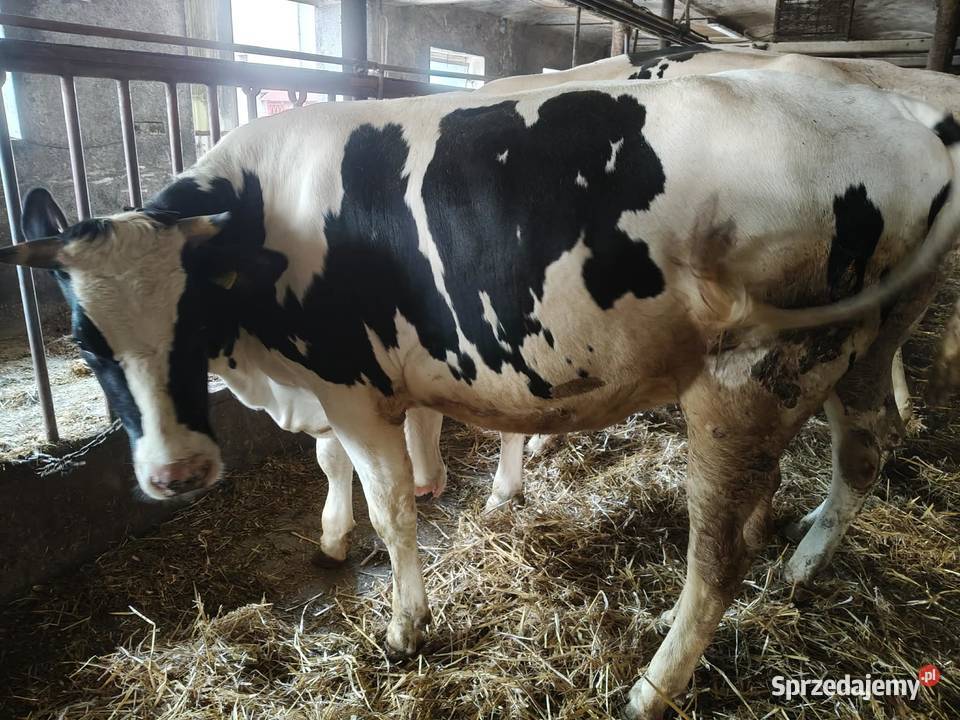 jałówki wysokocielne Pępowo