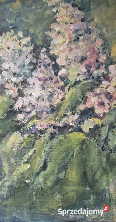 Hortensje wielkopolskie sprzedam