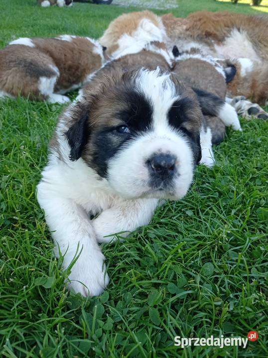 Szczeniaki bernardyn małopolskie Korzenna