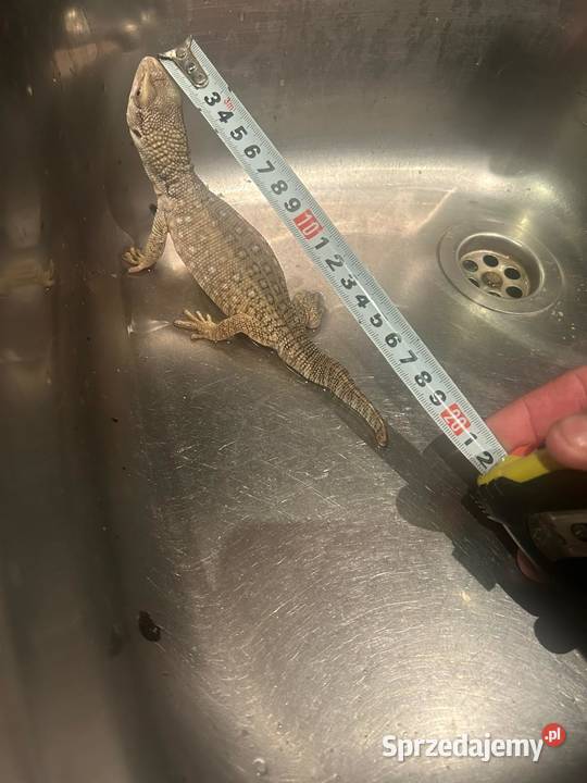 Waran Stepowy Gady i płazy Ruda Śląska