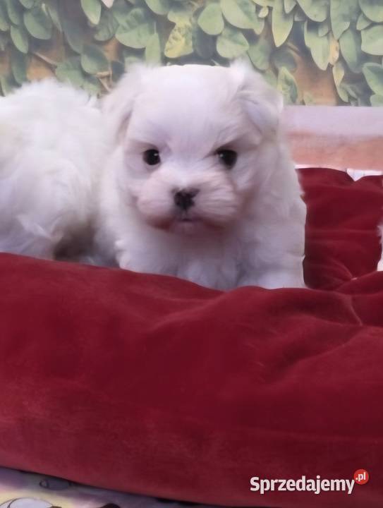 Piesek Maltańczyk z rodowodem FCI Chełm