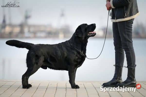 Labrador czarne szczeniaki Labrador