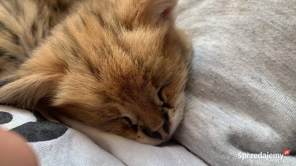 Serval savanna Bystra