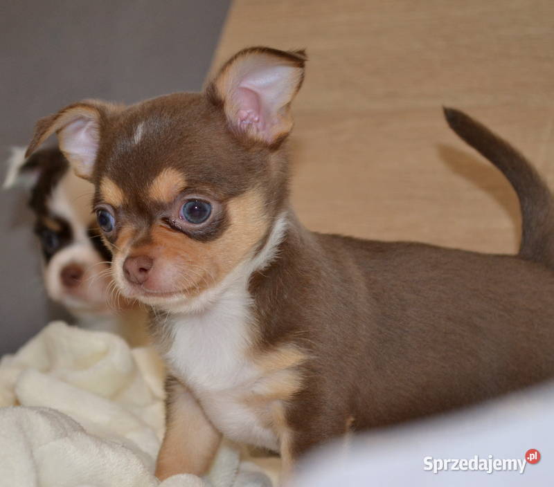 CHIHUAHUA PIĘKNE SZCZENIĘTA