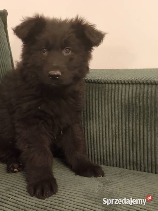Sprzedam szczenięta owczarka niemieckiego Ukta